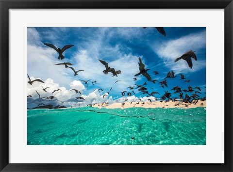 Framed Ocean Bird Print