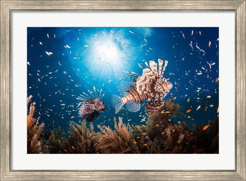 Framed Lionfish Print