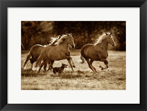 Framed Paso Horses Print