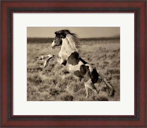 Framed Wild Painted Pony Print