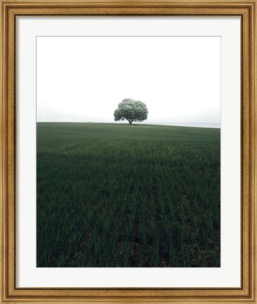 Framed Lonely Oak Tree Print