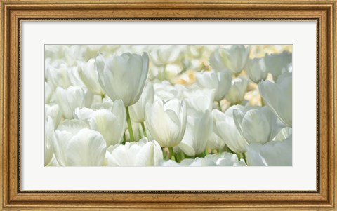 Framed Field of White Tulips Print