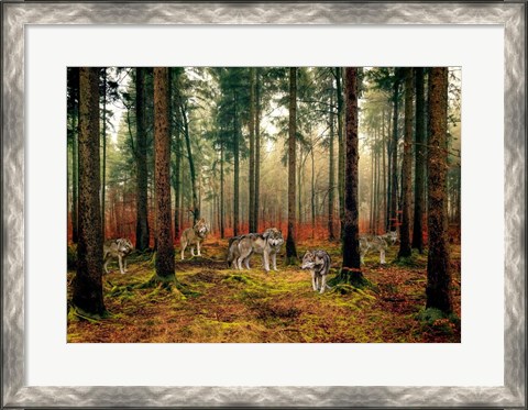 Framed Pack of Wolves in the Woods Print