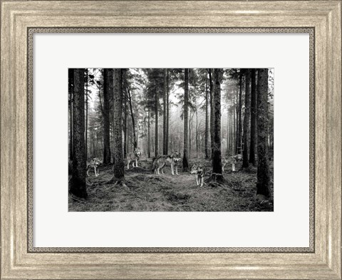 Framed Pack of Wolves in the Woods (BW) Print