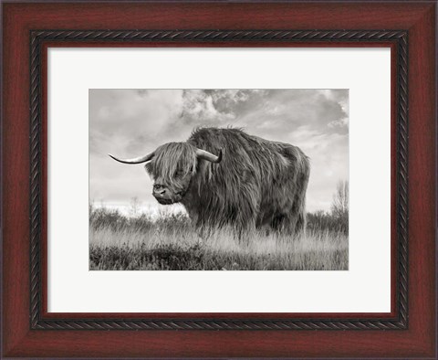 Framed Scottish Highland Bull (BW) Print