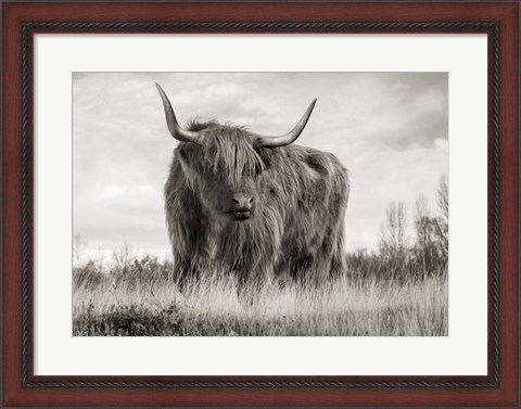 Framed Scottish Highland Cattle (BW) Print