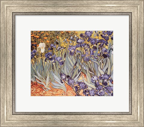 Framed Irises in the Garden, Saint-Remy, c.1889 Print