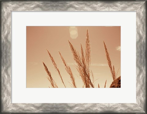 Framed Lakeside Grasses VI Print