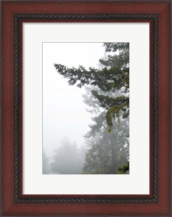 Framed Majestic Pines II Print