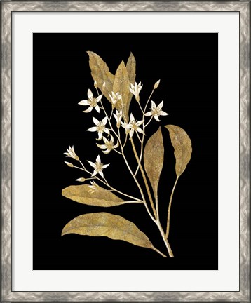 Framed Gold Botanical V on Black Print