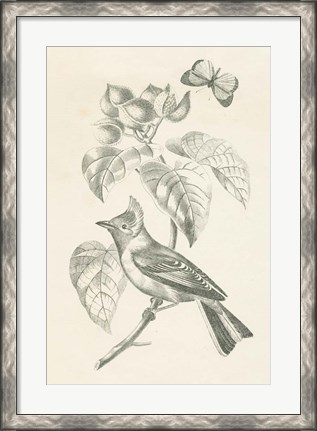 Framed French Bird Drawing Print