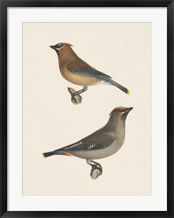 Framed Cedar Waxwings Bright Print