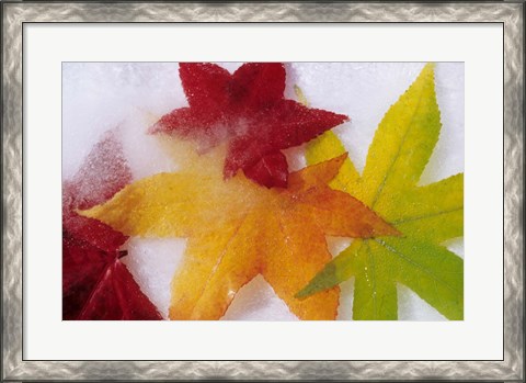 Framed Frozen Maple Tree Leaves Print