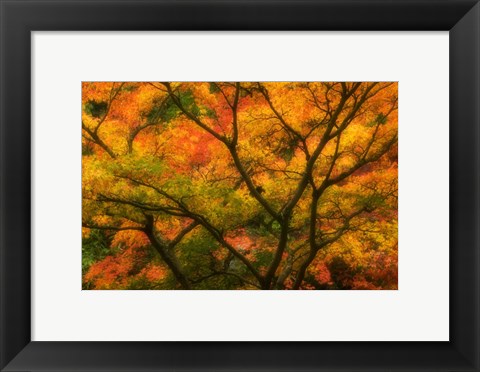 Framed Maple Tree In Autumn Print