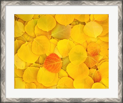 Framed Fallen Aspen Leaves Print