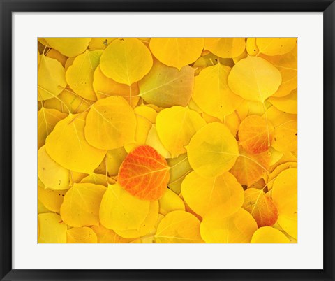 Framed Fallen Aspen Leaves Print