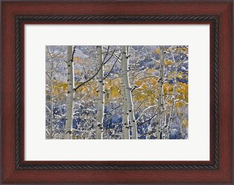 Framed Rocky Mountains Aspen Grove Autumn Snows, Keebler Pass, Colorado Print