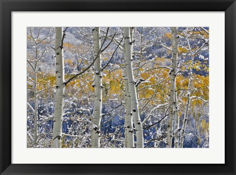 Framed Rocky Mountains Aspen Grove Autumn Snows, Keebler Pass, Colorado Print