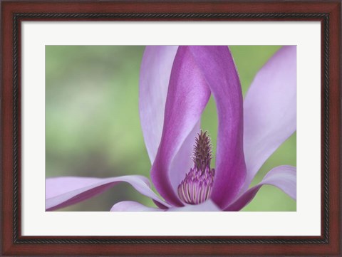 Framed Close-Up Of Magnolia Blossom Print