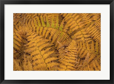 Framed Bracken Ferns In Autumn Print