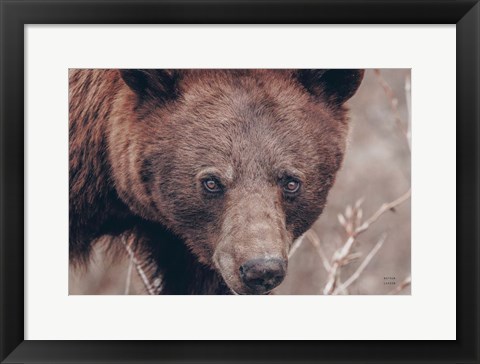 Framed Bear Portrait Print