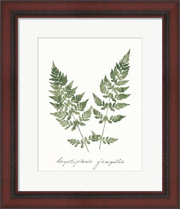 Framed Vintage Ferns VII no Border White Print