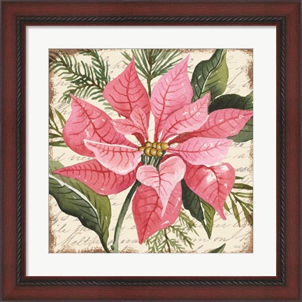 Framed Pink Poinsettia Botanical Print