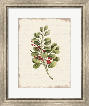 Framed Berries Christmas Botanical Print