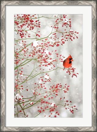 Framed Red Cardinal in the Red Berries Print