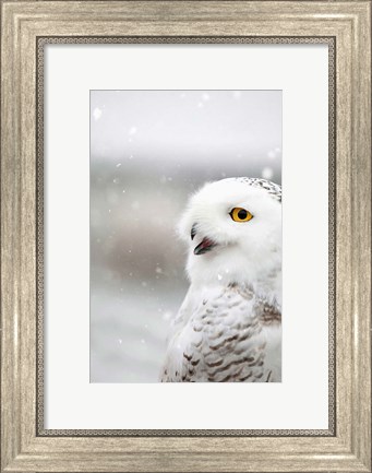 Framed Snowy Owl in the Snow Print