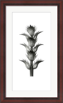 Framed Blossfeldt Botanical No. 1 Print