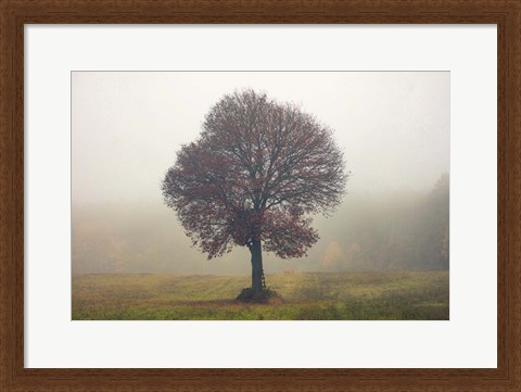 Framed Tree In The Mist Print