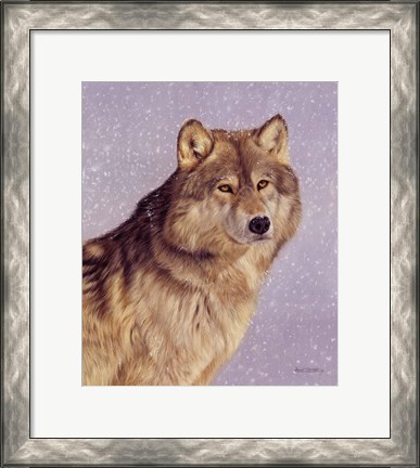 Framed Wolfportraitsnow.Jpg Print
