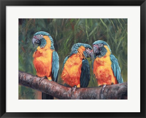 Framed 3 Macaws Print