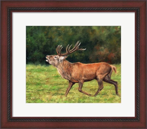 Framed Red Deer Stag Running Print