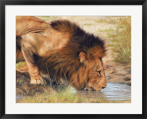 Framed Lion Drinking Print