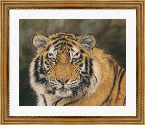 Framed Amur Tiger Portrait Print