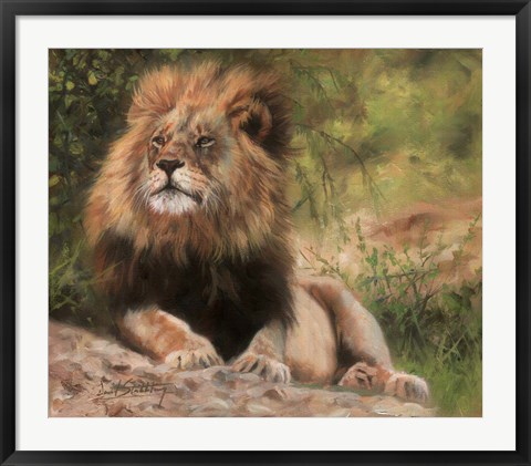 Framed Lion Laying Down Print