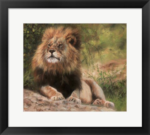 Framed Lion Laying Down Print