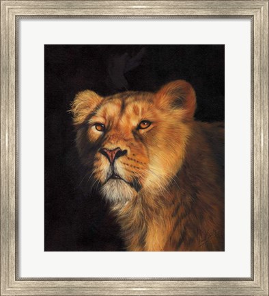 Framed Study Of A Lioness Print