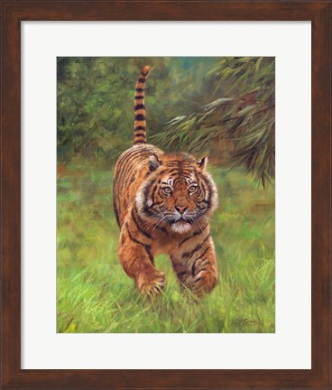 Framed Sumatran Tiger Running Print