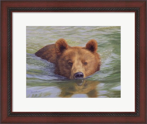 Framed Brown Bear In Water Print