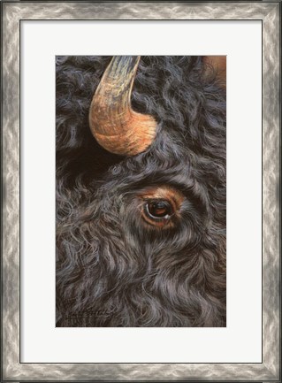 Framed Bison Close Up Print