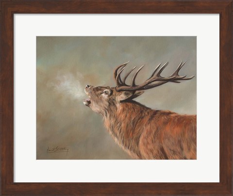 Framed Red Deer Stag Print