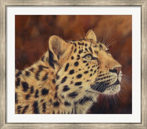 Framed Leopard Portrait Looking Up Right Print