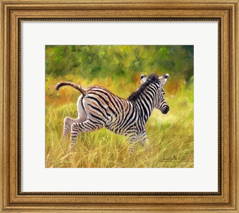 Framed Young Zebra Running Print