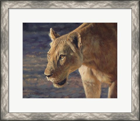 Framed Lioness South Luangwa Print