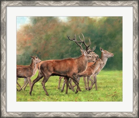 Framed Red Deer Print