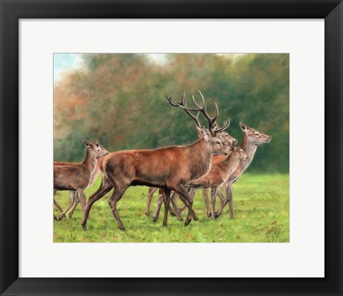 Framed Red Deer Print