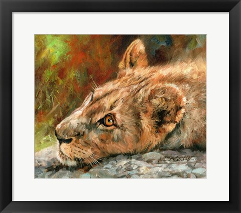 Framed Lion Cub Laying Down Print